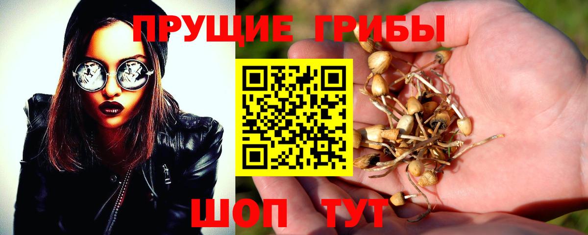 Псилоцибиновые грибы Psilocybine cubensis Назарово
